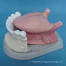 Modelo de anatomia dentária com linguagem para demonstração (R080116)